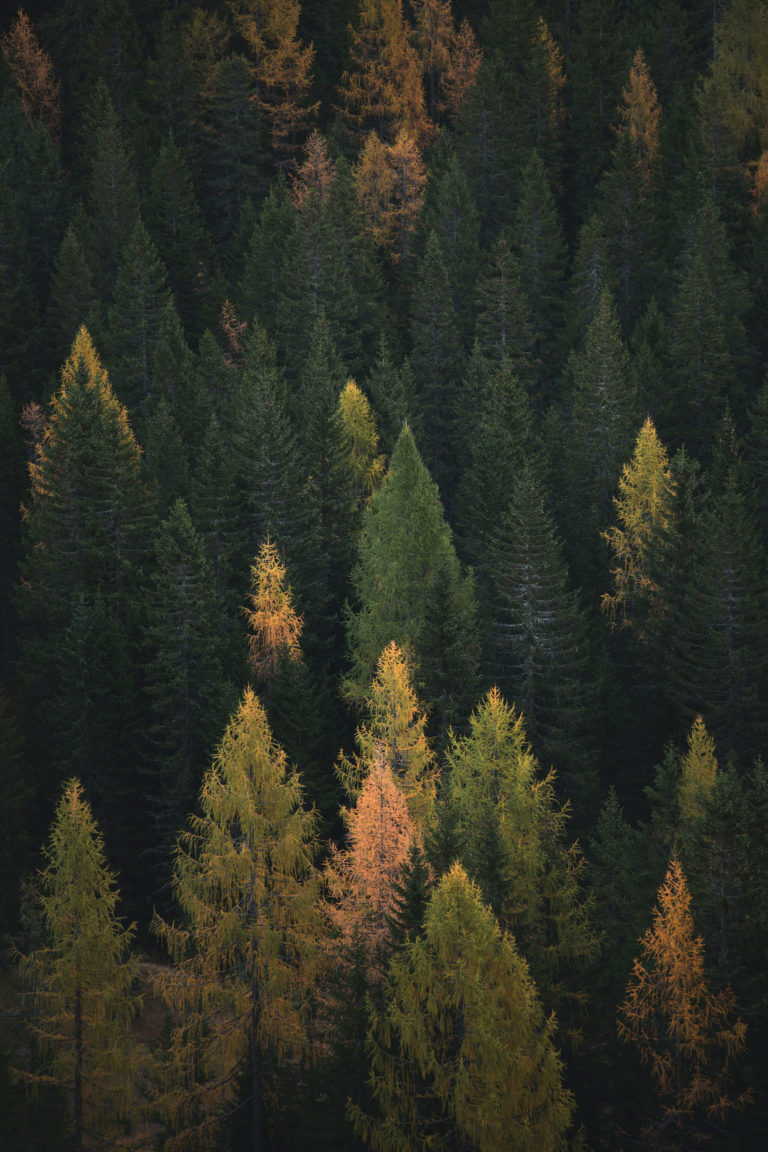 high angle view of forest