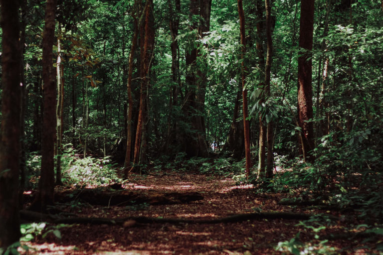 path in forest